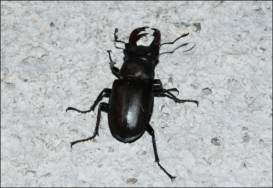 lucanus cervus